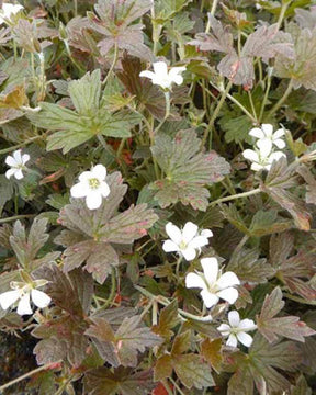 Géranium vivace Sanne - Géraniums vivaces - GERANIUM OXONIANUM SANNE