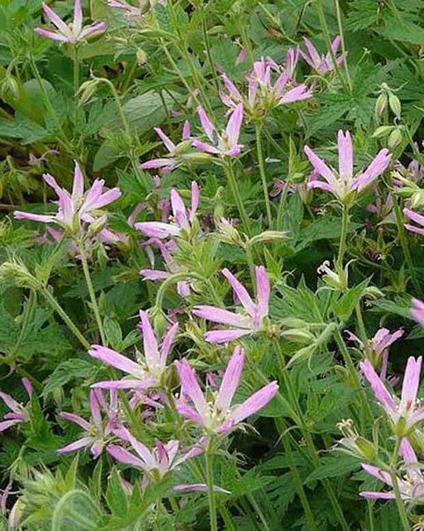 Géranium vivace Sherwood - Géraniums vivaces - GERANIUM OXONIANUM SHERWOOD