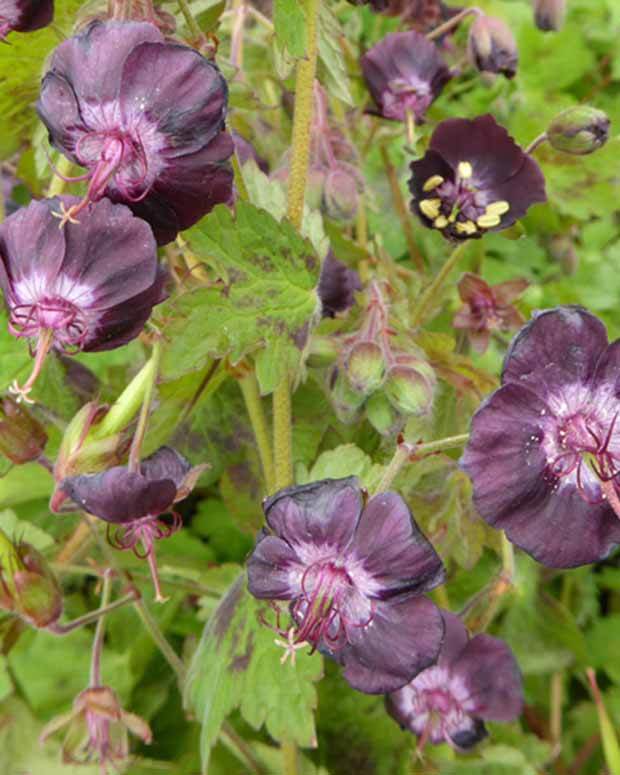 Géranium vivace Angelina - Géraniums vivaces - Geranium phaeum Angelina