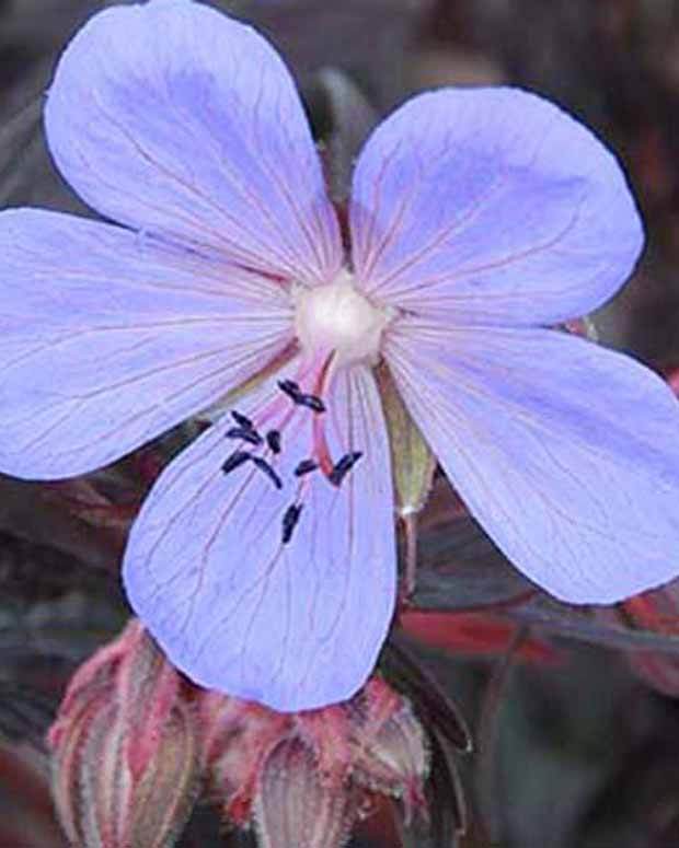 Géranium vivace Black Beauty - Géraniums vivaces - Geranium pratense Nodbeauty BLACK BEAUTY