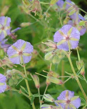 Géranium vivace Blauwvoet - Géraniums vivaces - Geranium phaeum Blauwvoet