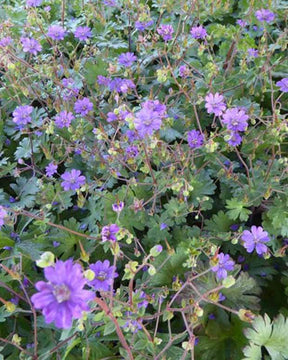 Géranium des Pyrénées Bill Wallis - Géraniums vivaces - Geranium pyrenaicum Bill Wallis