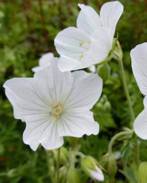 Géranium des prés Galactic - Géraniums vivaces - Geranium pratense Galactic