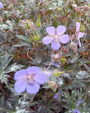 Géranium vivace Hocus Pocus - Géraniums vivaces - Geranium pratense Hocus Pocus