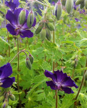 Géranium vivace Klepper - Géraniums vivaces - Geranium phaeum Klepper