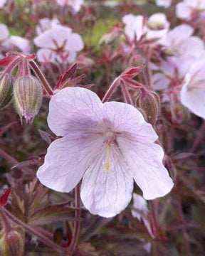 Géranium des prés Marshmallow - Géraniums vivaces - Geranium pratense Marshmallow