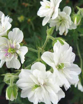 Géranium vivace Plenum Album - Géraniums vivaces - Geranium pratense Plenum Album