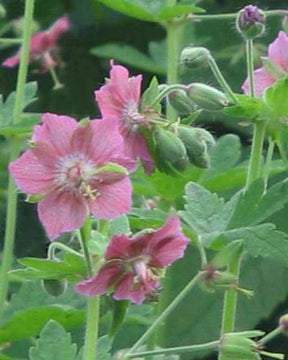 Géranium brun Rose Madder - Géraniums vivaces - Geranium phaeum Rose Madder