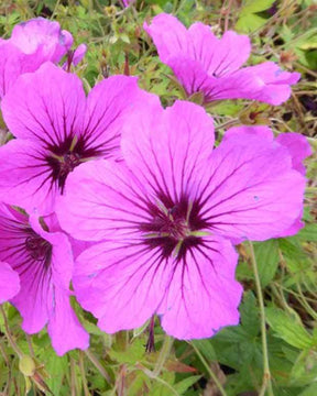 Géranium vivace d Arménie - Géraniums vivaces - GERANIUM PSILOSTEMON