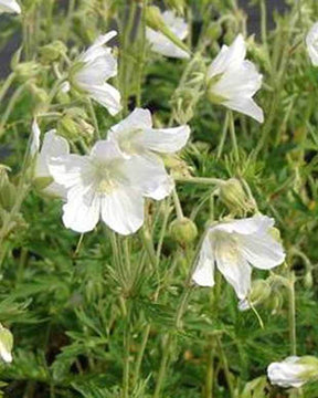 Géranium des prés Silver Queen - Géraniums vivaces - Geranium pratense Silver Queen