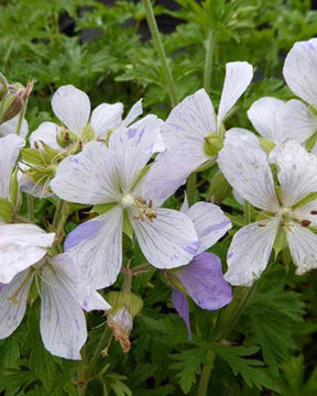 Géranium vivace Splish Splash - Géraniums vivaces - Geranium pratense Splish-splash