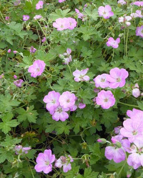 Géranium vivace Mavis Simpson - Géraniums vivaces - GERANIUM RIVERSLEAIANUM MAVIS SIMPSON