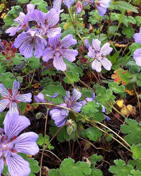 Géranium vivace Tcschelda - Géraniums vivaces - Geranium renardii Tcschelda