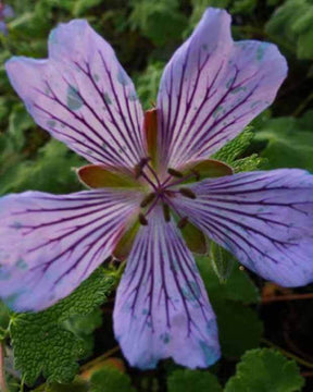 Géranium vivace Zetterlund - Géraniums vivaces - Geranium renardii Zetterlund