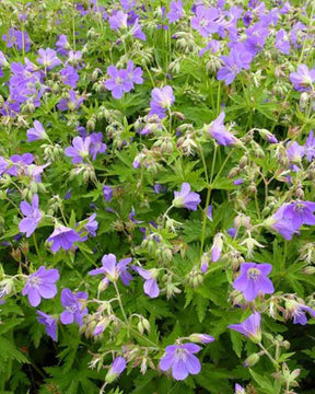 Géranium vivace des bois Birch Lilac - Géraniums vivaces - GERANIUM SYLVATICUM BIRCH LILAC