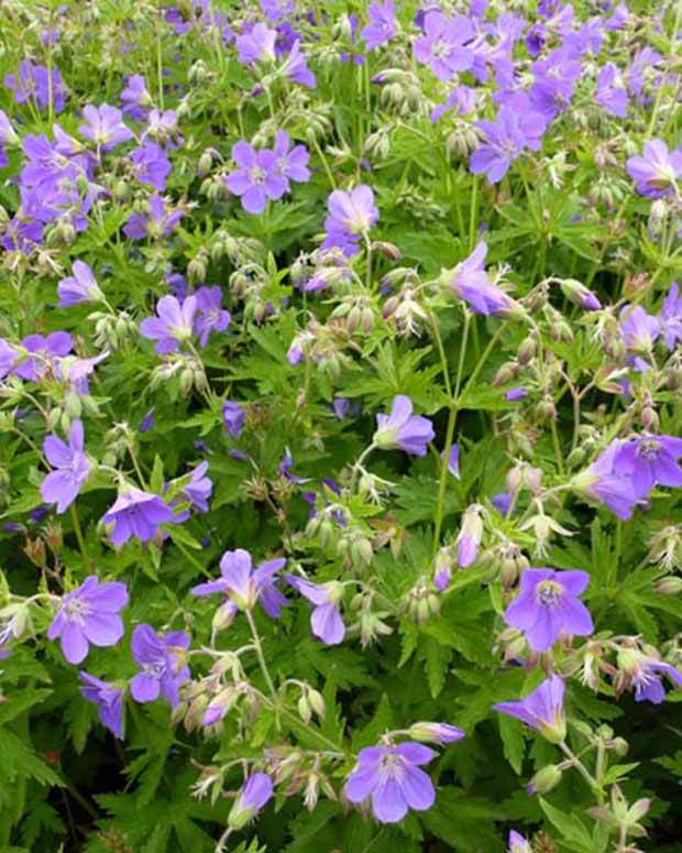 Géranium vivace des bois Birch Lilac - Géraniums vivaces - GERANIUM SYLVATICUM BIRCH LILAC