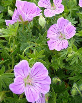 Géranium vivace sanguin Canon Miles - Géraniums vivaces - Geranium sanguineum Canon Miles