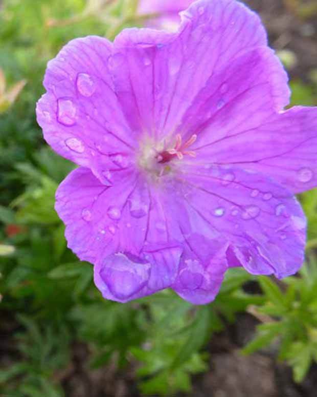 Géranium vivace sanguin Glenluce - Géraniums vivaces - Geranium sanguineum Glenluce