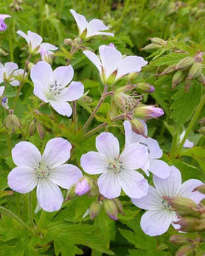 Géranium vivace des bois Ice Blue - Géraniums vivaces - Geranium sylvaticum Ice Blue