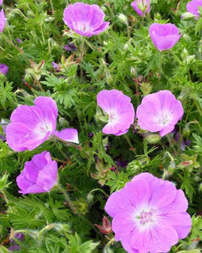 Géranium vivace sanguin Inverness - Géraniums vivaces - Geranium sanguineum Inverness