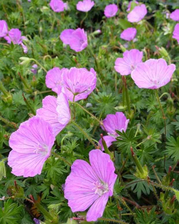 Géranium sanguin John Elsley - Géraniums vivaces - Geranium sanguineum John Elsley