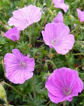 Géranium sanguin John Innes - Géraniums vivaces - Geranium sanguineum John Innes