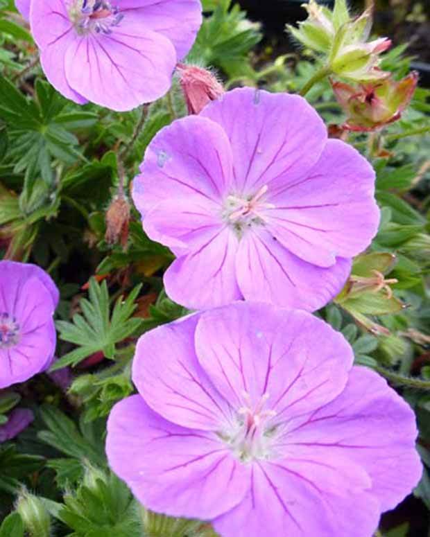 Géranium vivace sanguin Nanum - Géraniums vivaces - Geranium sanguineum Nanum