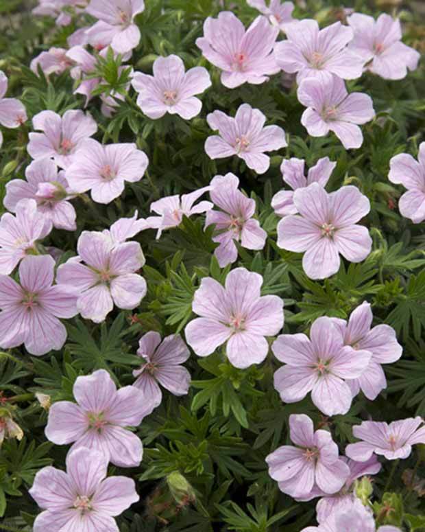 Géranium vivace sanguin Pink Pouffe - Géraniums vivaces - Geranium sanguineum Pink Pouffe