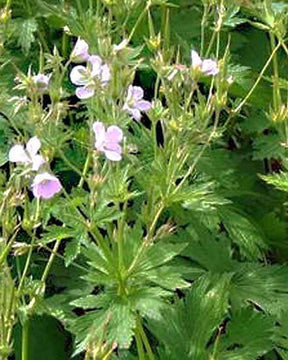 Géranium sanguin Roseum - Géraniums vivaces - Geranium sanguineum Roseum