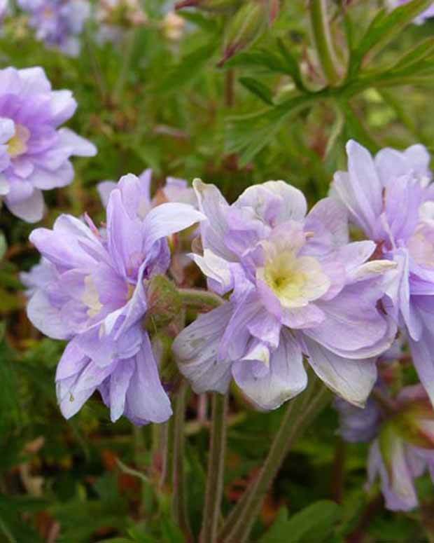 Géranium vivace Summer Skies - Géraniums vivaces - Geranium pratense Summer Skies