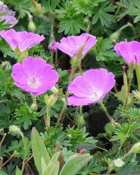 Géranium sanguin Shepherd s Warning - Géraniums vivaces - Geranium sanguineum Shepherds Warning