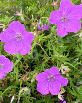 Géranium sanguin Vision Light Pink - Géraniums vivaces - Geranium sanguineum Vision Light Pink