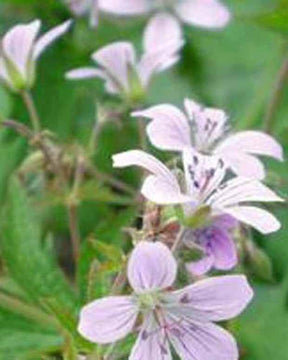 Géranium des bois Wanneri - Géraniums vivaces - Geranium sylvaticum var. wanneri