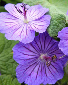 Géranium vivace ibérique Turco - Géraniums vivaces - Geranium ibericum Turco