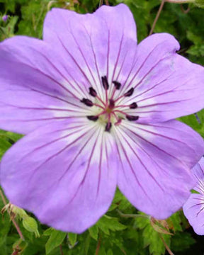 Géranium Buxtons Variety - Géraniums vivaces - Geranium wallichianum Buxtons Variety