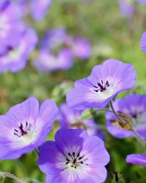 Géranium vivace Censation Daily Blue - Géraniums vivaces - Geranium Daily Blue ( CENSATION series )