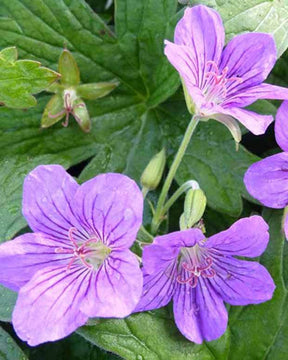 Géranium vivace Crug Farm - Géraniums vivaces - Geranium wlassovianum CRÛG FARM