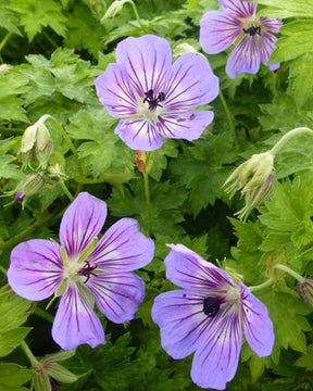 Géranium vivace Havana Blues - Géraniums vivaces - Geranium Noorthava HAVANA BLUES