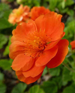 3 Benoîtes orangée Feuermeer - Fleurs vivaces - GEUM COCCINEUM FEUERMEER