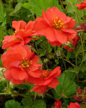 Benoîte Mrs Bradshaw - Fleurs vivaces - GEUM CHILOENSE MRS BRADSHAW