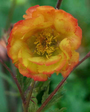 Benoîte Nonna - Fleurs vivaces - GEUM COCCINEUM NONNA