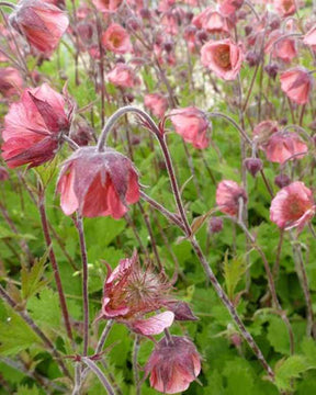 Benoîte Bell Bank - Fleurs vivaces - Geum Bell Bank