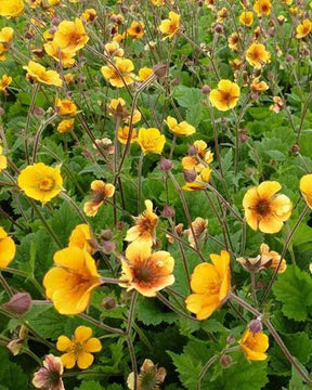 Benoîte Carlskaer - Fleurs vivaces - Geum Karlskaer