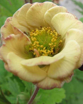 Benoîte Two Tone Pearl - Fleurs vivaces - Geum Two Tone Pearl ( CENSATION series )