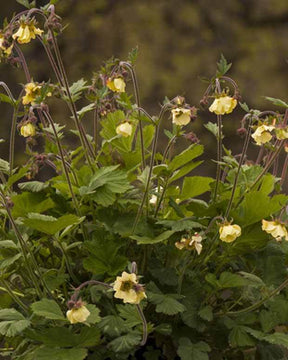 Benoîte Primrose Cottage - Fleurs vivaces - Geum Primrose Cottage