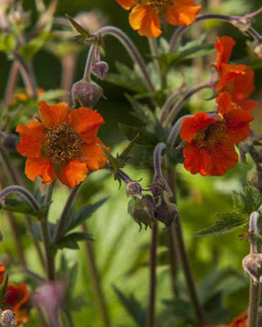 Benoîte Tempo Orange - Fleurs vivaces - Geum TNGEUTO TEMPO™ ORANGE