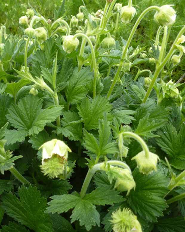 Benoîte des ruisseaux blanche - Fleurs vivaces - Geum rivale Album