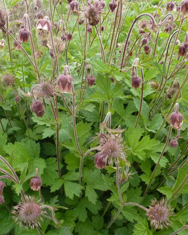 Benoîte des rives - Fleurs vivaces - GEUM RIVALE