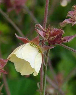 Benoîte des ruisseaux Lionel Cox - Fleurs vivaces - Geum rivale Lionel Cox