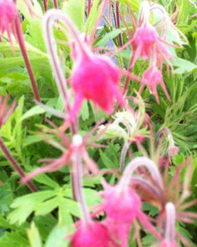 Benoîte à trois fleurs - Fleurs vivaces - GEUM TRIFLORUM